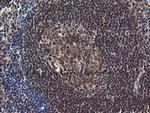 COMMD1 Antibody in Immunohistochemistry (Paraffin) (IHC (P))