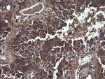 COMMD1 Antibody in Immunohistochemistry (Paraffin) (IHC (P))