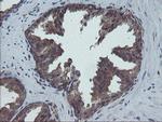 COMMD1 Antibody in Immunohistochemistry (Paraffin) (IHC (P))