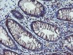 COMMD1 Antibody in Immunohistochemistry (Paraffin) (IHC (P))