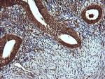 VBP1 Antibody in Immunohistochemistry (Paraffin) (IHC (P))