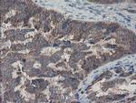 COMMD1 Antibody in Immunohistochemistry (Paraffin) (IHC (P))