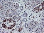 NRIP3 Antibody in Immunohistochemistry (Paraffin) (IHC (P))