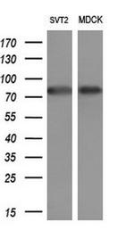 SOX5 Antibody in Western Blot (WB)