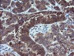 MMACHC Antibody in Immunohistochemistry (Paraffin) (IHC (P))