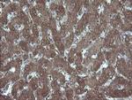 MMACHC Antibody in Immunohistochemistry (Paraffin) (IHC (P))