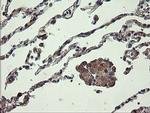 UBE2J1 Antibody in Immunohistochemistry (Paraffin) (IHC (P))