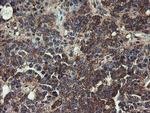 UBE2J1 Antibody in Immunohistochemistry (Paraffin) (IHC (P))