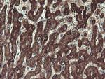 UBE2J1 Antibody in Immunohistochemistry (Paraffin) (IHC (P))