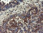 UBE2J1 Antibody in Immunohistochemistry (Paraffin) (IHC (P))