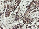 UBE2J1 Antibody in Immunohistochemistry (Paraffin) (IHC (P))