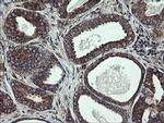 UBE2J1 Antibody in Immunohistochemistry (Paraffin) (IHC (P))