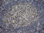 ERp57 Antibody in Immunohistochemistry (Paraffin) (IHC (P))