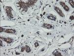 ERp57 Antibody in Immunohistochemistry (Paraffin) (IHC (P))