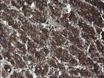 ERp57 Antibody in Immunohistochemistry (Paraffin) (IHC (P))