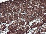 ERp57 Antibody in Immunohistochemistry (Paraffin) (IHC (P))