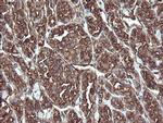 ERp57 Antibody in Immunohistochemistry (Paraffin) (IHC (P))