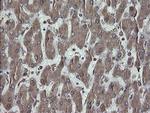 ERp57 Antibody in Immunohistochemistry (Paraffin) (IHC (P))