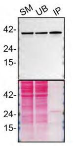 STING Antibody in Immunoprecipitation (IP)