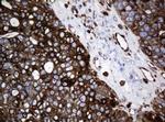 STING Antibody in Immunohistochemistry (Paraffin) (IHC (P))