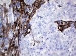 STING Antibody in Immunohistochemistry (Paraffin) (IHC (P))