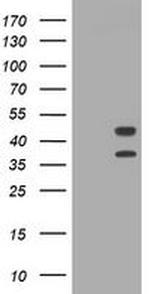 STING Antibody in Western Blot (WB)