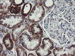 C1orf151 Antibody in Immunohistochemistry (Paraffin) (IHC (P))