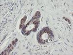 C1orf151 Antibody in Immunohistochemistry (Paraffin) (IHC (P))