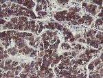 C1orf151 Antibody in Immunohistochemistry (Paraffin) (IHC (P))