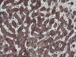 C1orf151 Antibody in Immunohistochemistry (Paraffin) (IHC (P))