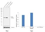 STING Antibody in Western Blot (WB)