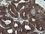 STING Antibody in Immunohistochemistry (Paraffin) (IHC (P))