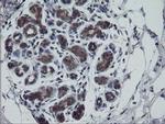 Rhotekin Antibody in Immunohistochemistry (Paraffin) (IHC (P))