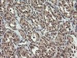 LEPRE1 Antibody in Immunohistochemistry (Paraffin) (IHC (P))