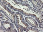 LEPRE1 Antibody in Immunohistochemistry (Paraffin) (IHC (P))