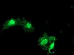 eIF5A2 Antibody in Immunocytochemistry (ICC/IF)