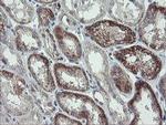 CLEC4E Antibody in Immunohistochemistry (Paraffin) (IHC (P))