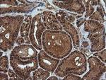 Rhotekin Antibody in Immunohistochemistry (Paraffin) (IHC (P))