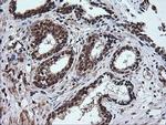 Rhotekin Antibody in Immunohistochemistry (Paraffin) (IHC (P))