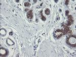 POLR3C Antibody in Immunohistochemistry (Paraffin) (IHC (P))