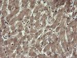 CHN1 Antibody in Immunohistochemistry (Paraffin) (IHC (P))