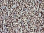 CHN1 Antibody in Immunohistochemistry (Paraffin) (IHC (P))