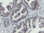 OTUB1 Antibody in Immunohistochemistry (Paraffin) (IHC (P))