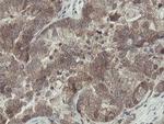 OTUB1 Antibody in Immunohistochemistry (Paraffin) (IHC (P))