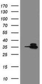 OTUB1 Antibody in Western Blot (WB)