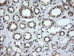 OTUB1 Antibody in Immunohistochemistry (Paraffin) (IHC (P))