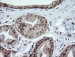 OTUB1 Antibody in Immunohistochemistry (Paraffin) (IHC (P))