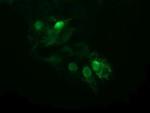 UBE2S Antibody in Immunocytochemistry (ICC/IF)