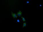 MRPS34 Antibody in Immunocytochemistry (ICC/IF)