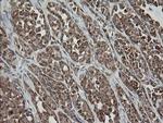 MRPS34 Antibody in Immunohistochemistry (Paraffin) (IHC (P))